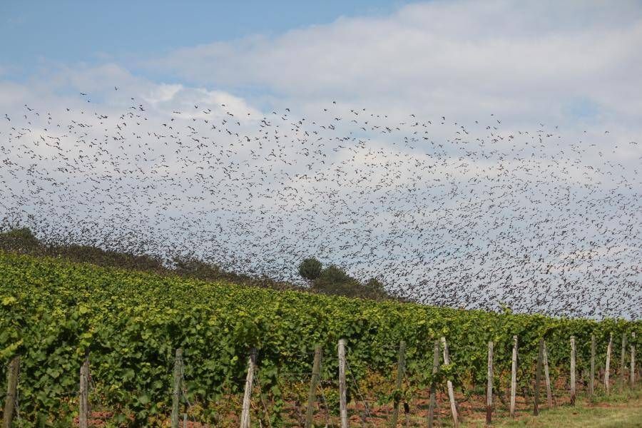 Starenschwarm in den Weinbergen