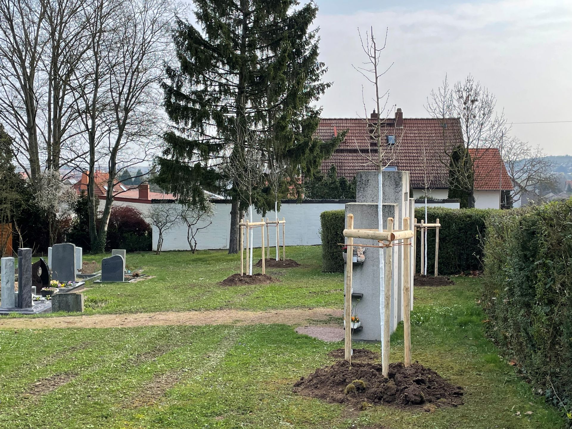 Im Vordergrund ein junger Baum mit Stabilisierungspfählen. Im Hintergrund eine kurz geschnittene Wiese mit Grabsteinen Im Vordergrund ein junger Baum mit Stabilisierungspfählen. Im Hintergrund eine kurz geschnittene Wiese mit Grabsteinen