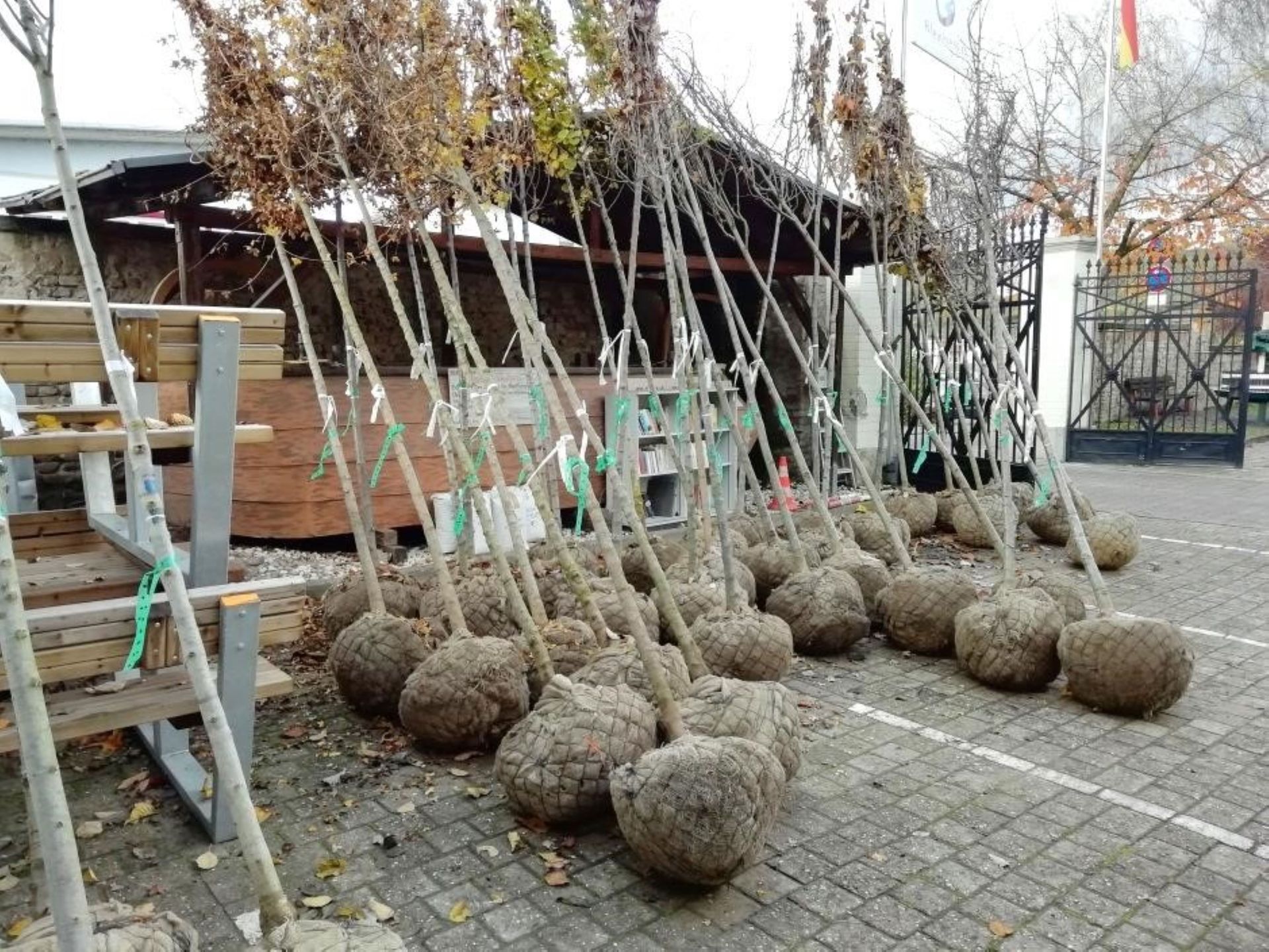 15-20 junge Bäume mit Wurzelballen - bereit zum einpflanzen 15-20 junge Bäume mit Wurzelballen - bereit zum einpflanzen