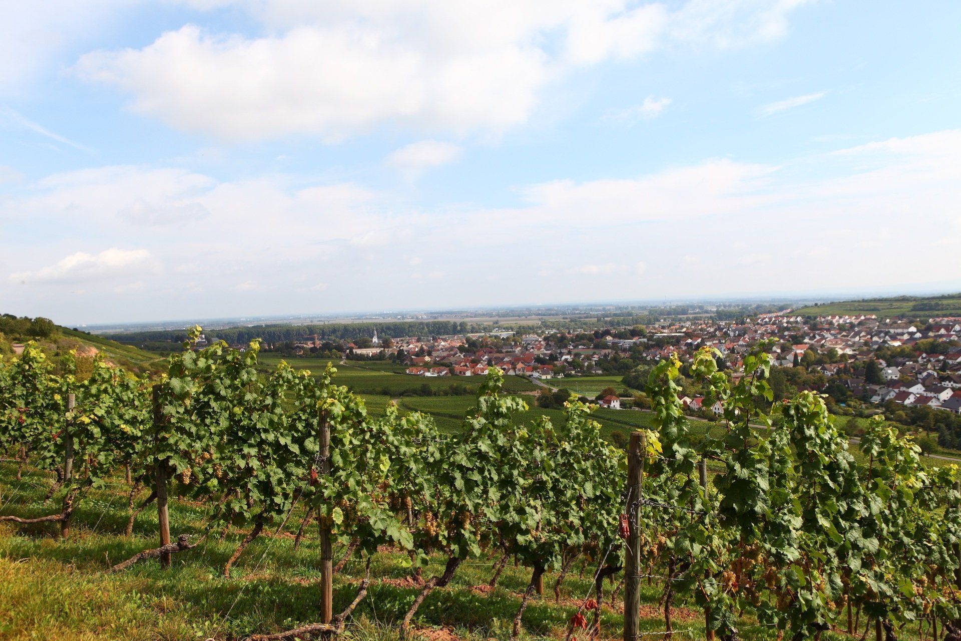 Titelbild – Panorama von Nierstein am Rhein
Ein weites Panorama zeigt die Stadt Nierstein, eingebettet zwischen dem Rhein und den umliegenden Weinbergen. Die Aufnahme vermittelt einen ersten Eindruck der malerischen Lage der Stadt.
