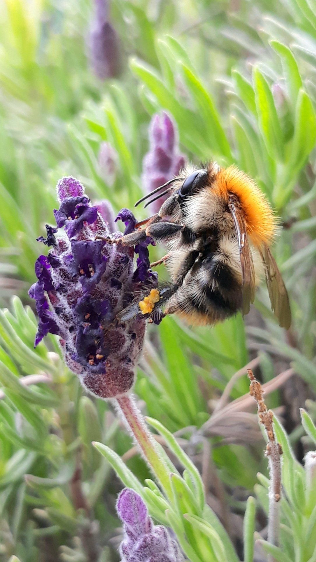 2021 - Ackerhummel eingesendet von Kathrin Paulibl