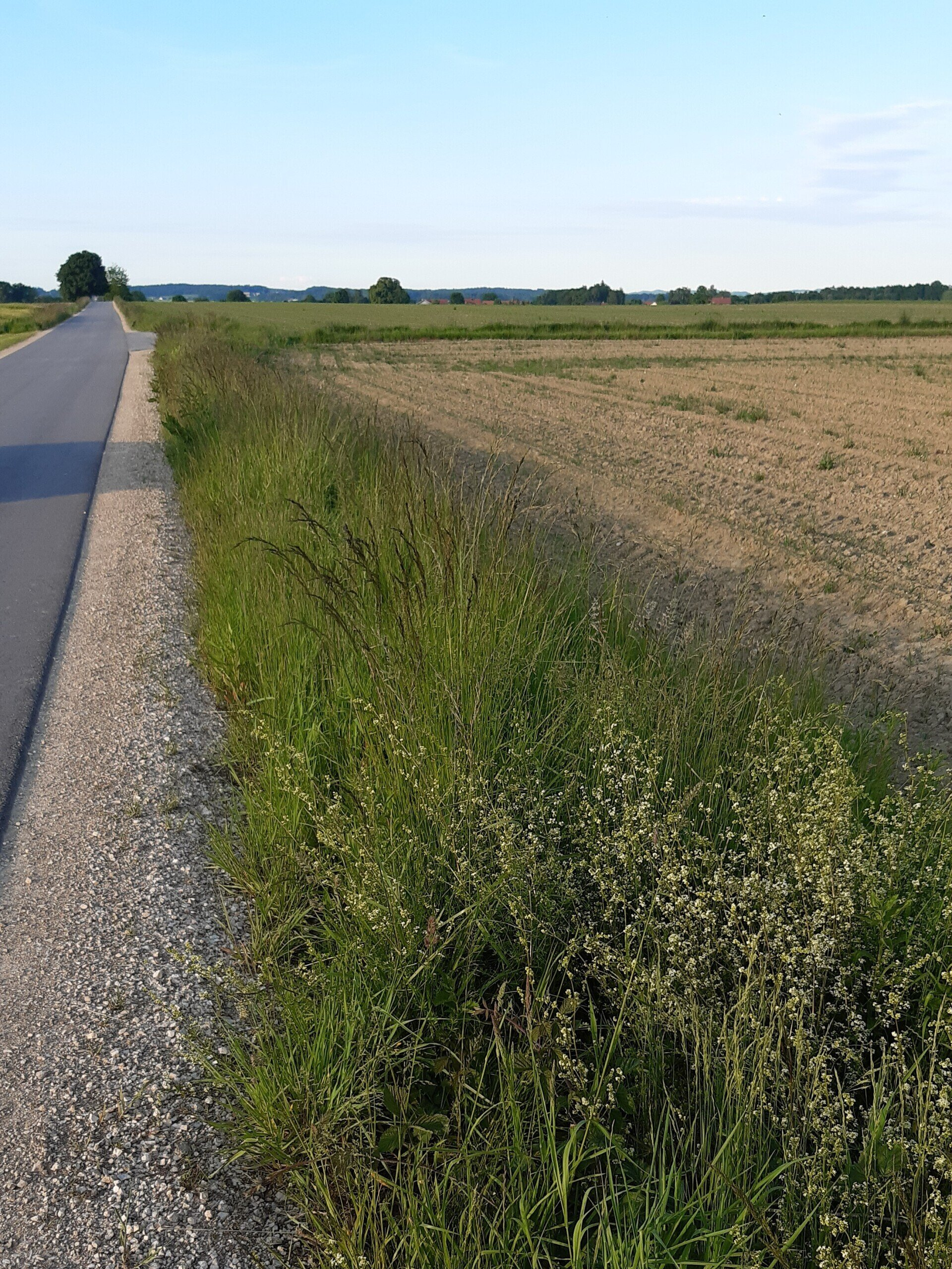artenarme Straßenränder und Feldsäume bieten weder attraktive Nist- noch Nahrungsangebote für Wildbienen
