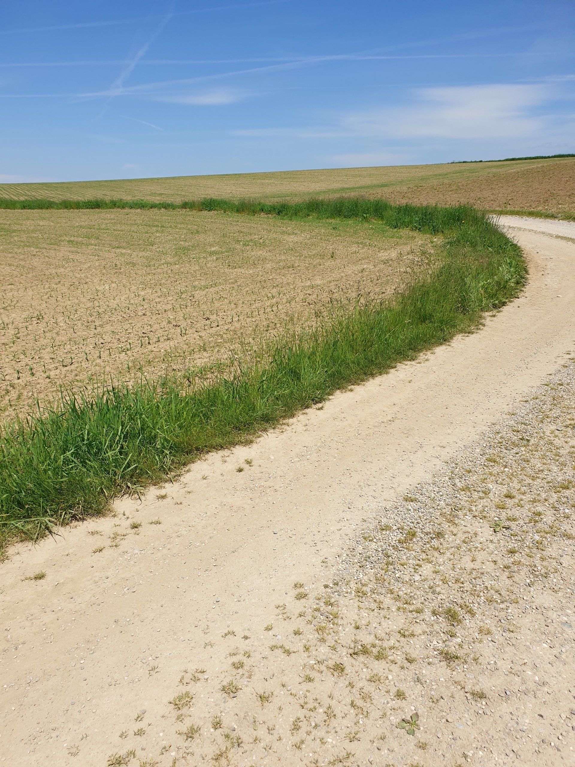 solch blütenlose Wegesränder werden höchstens von Hummeln und Wildbienen, die weitere Strecken fliegen als grüne Autobahnen genutzt