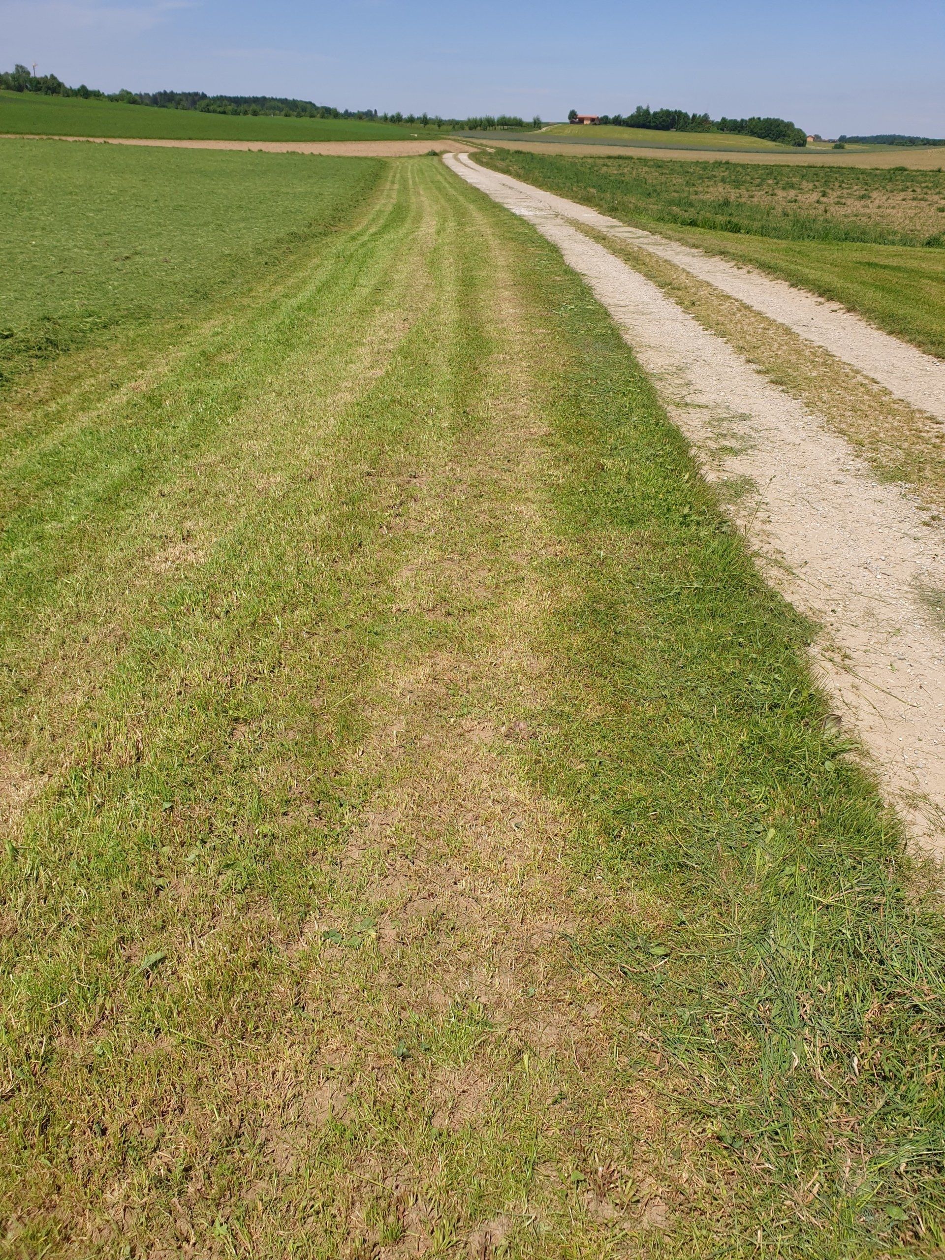 nach der Mahd ist die Agrarlandschaft oft wie ausgeräumt - nur wenige Pflanzen können den Wildbienen noch einen Nektar-Snack bieten