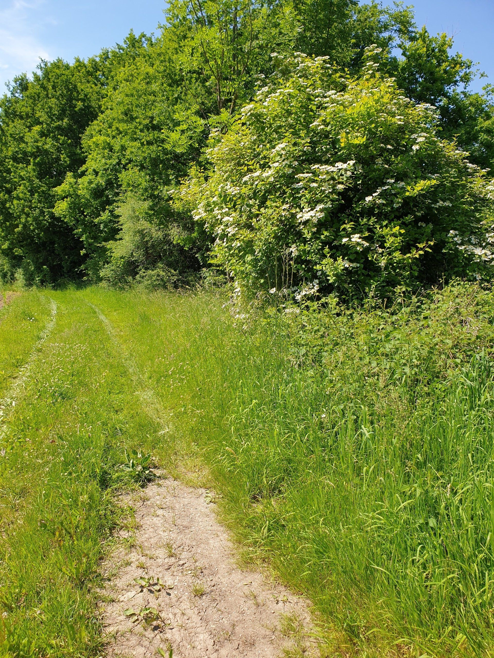 Interessante Strukturen können offene Erdstellen (sandiger und lehmiger Boden), blütenreiche Hecken ...