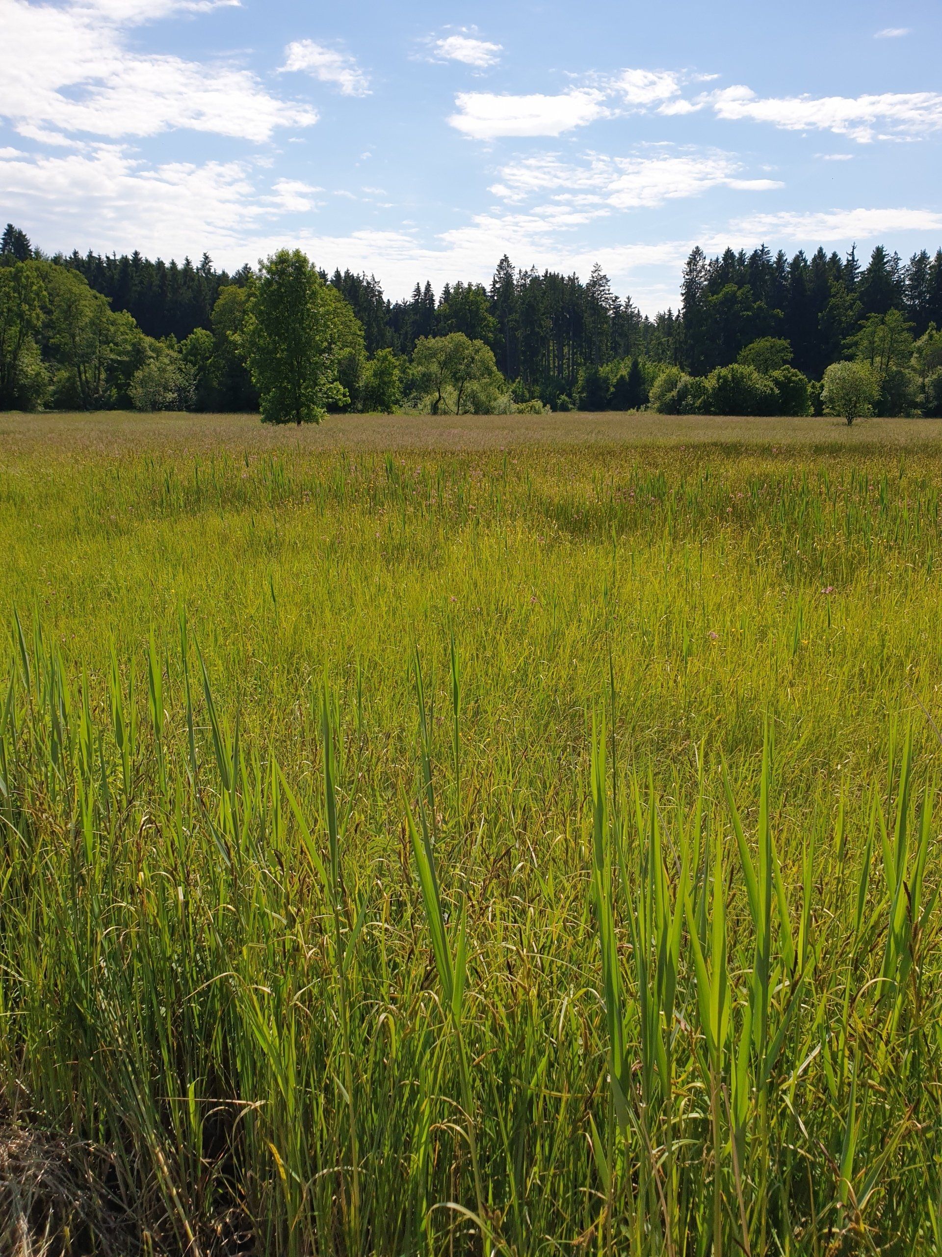 ... artenreiche Feuchtwiesen, Schilfstängel, freistehende, auch alte Bäume...