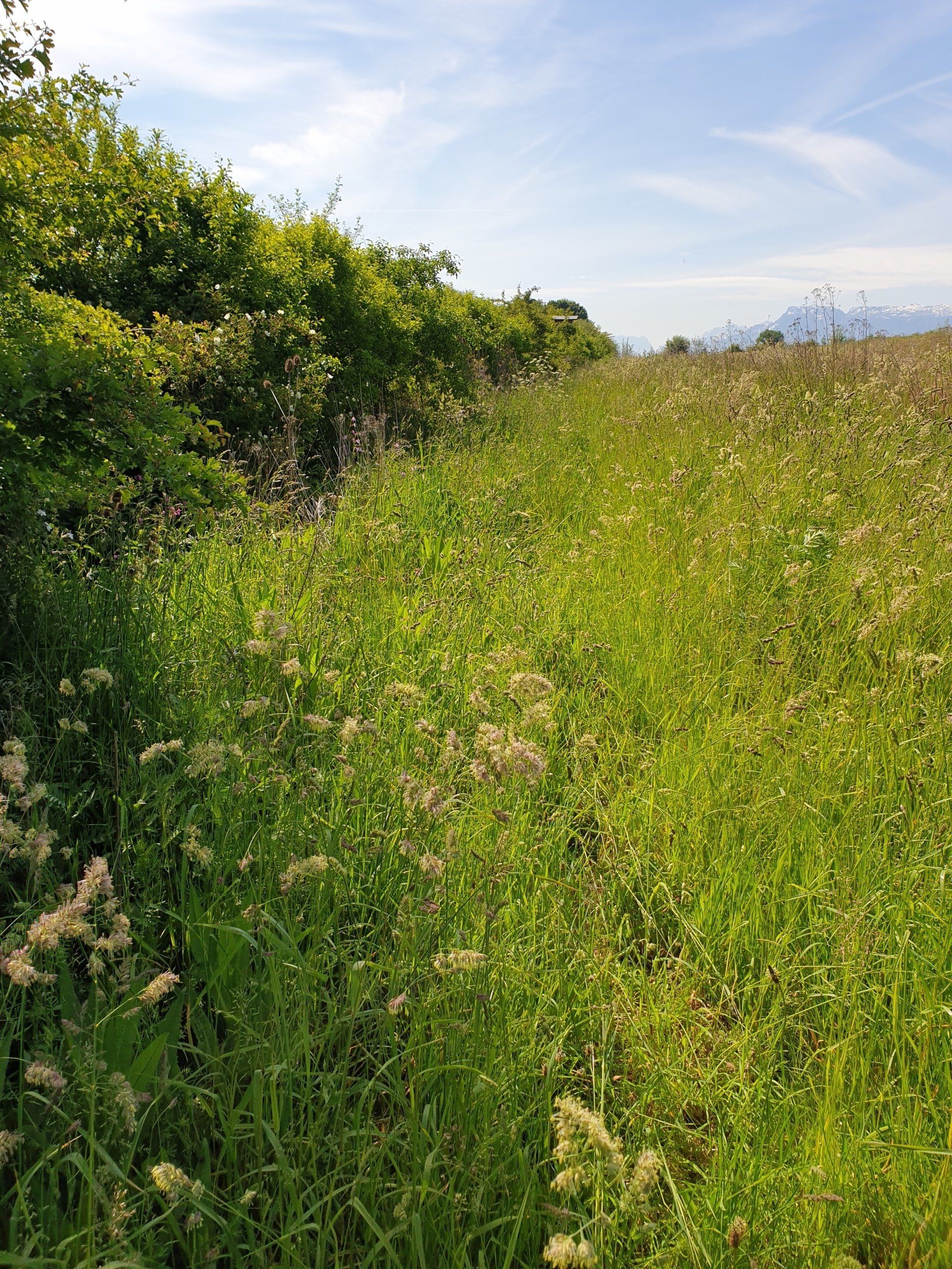 ... abgestorbene Brombeer- und Holunderstängel und magere Wiesenstandorte sein.