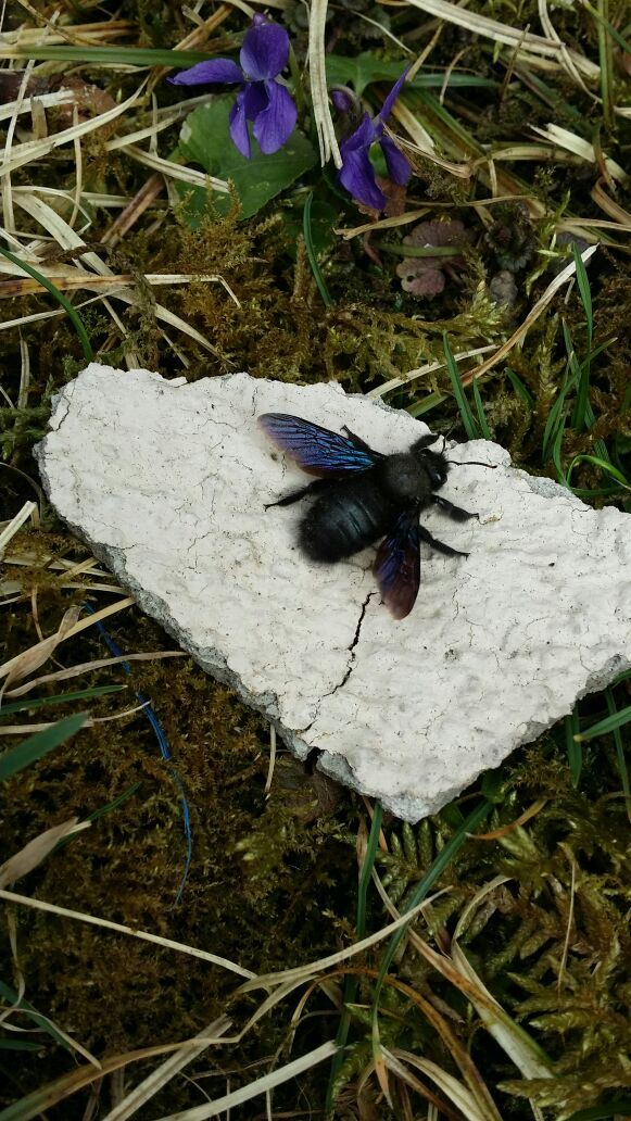 Xylocopa violacea