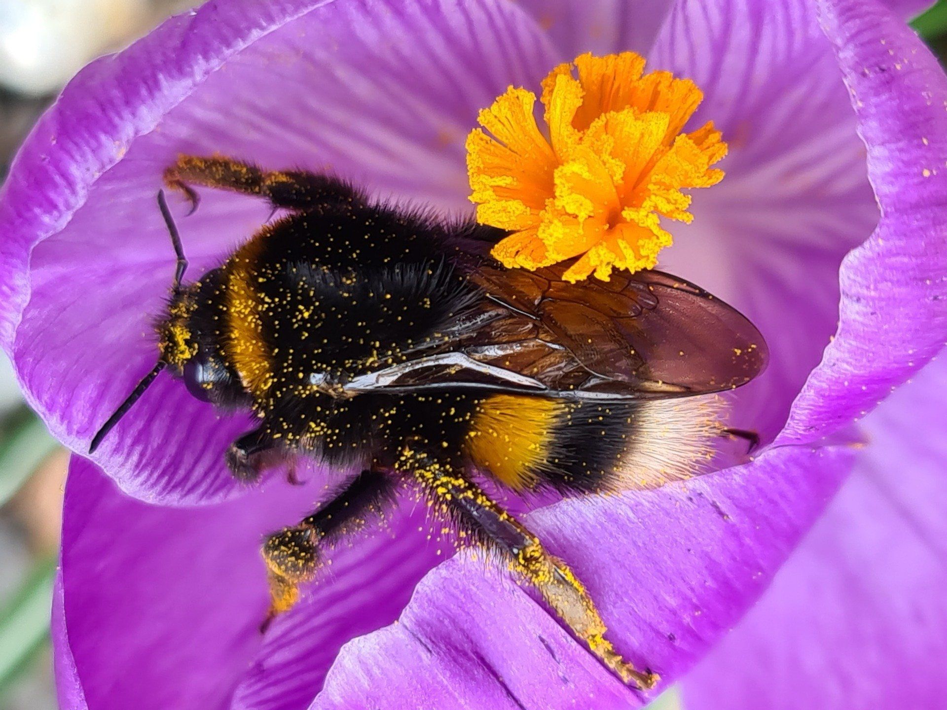 2021 - Erdhummel eingesendet von Christine Depner