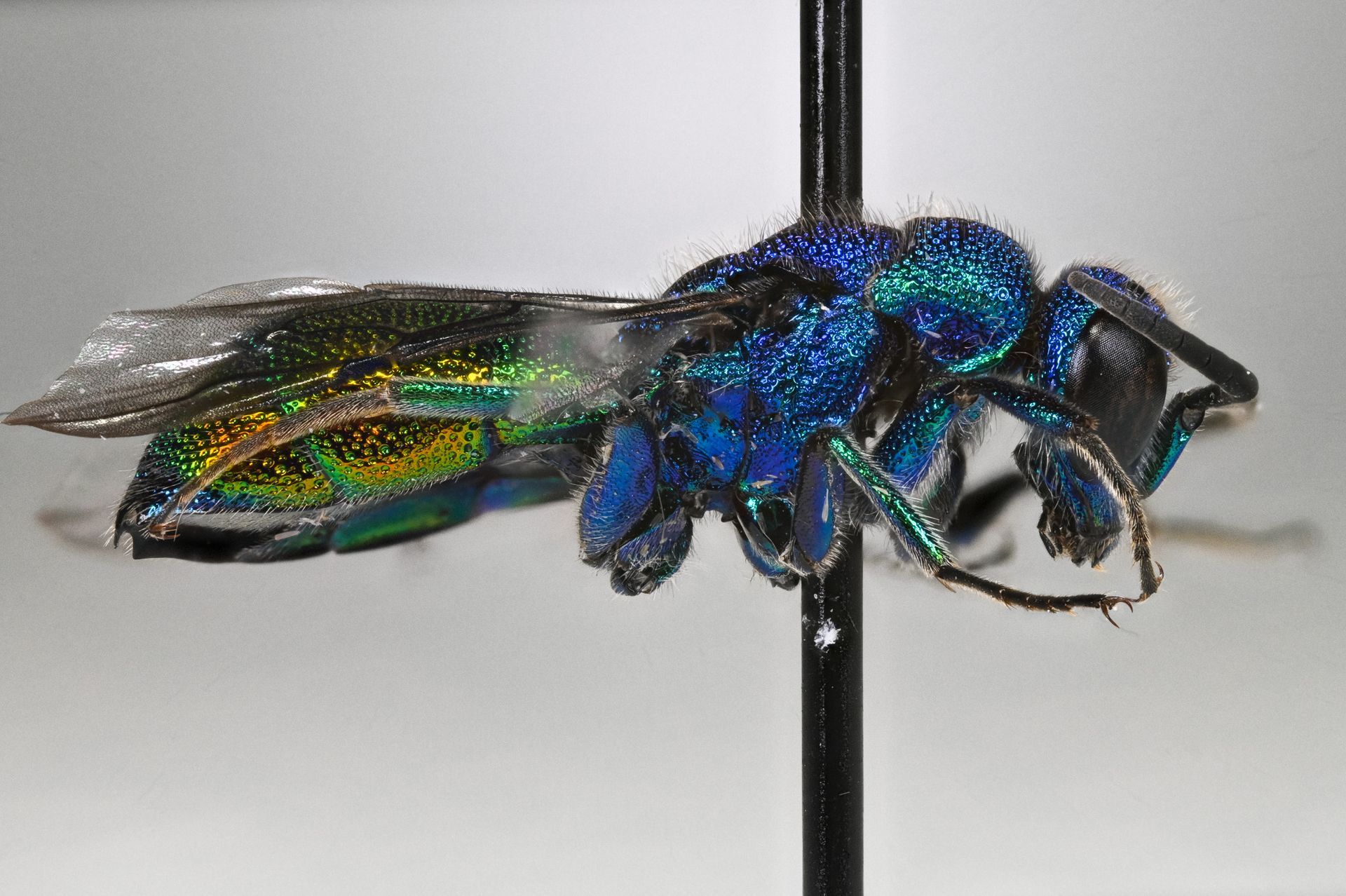 Chrysis iris (Otto Schmölder)