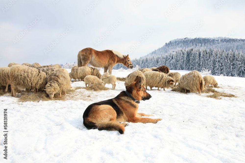 Watchman German Shepherd’s