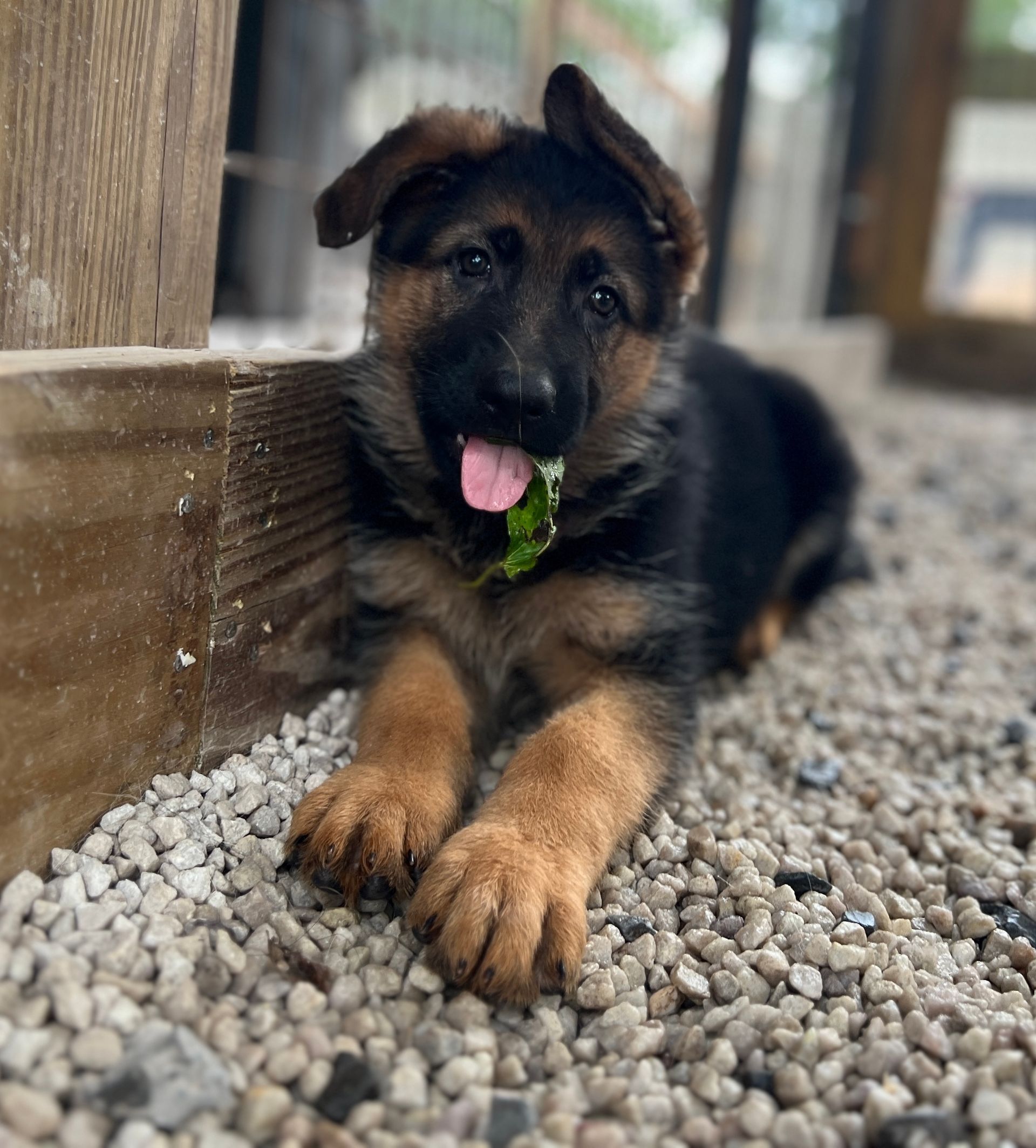 Watchman German Shepherd’s