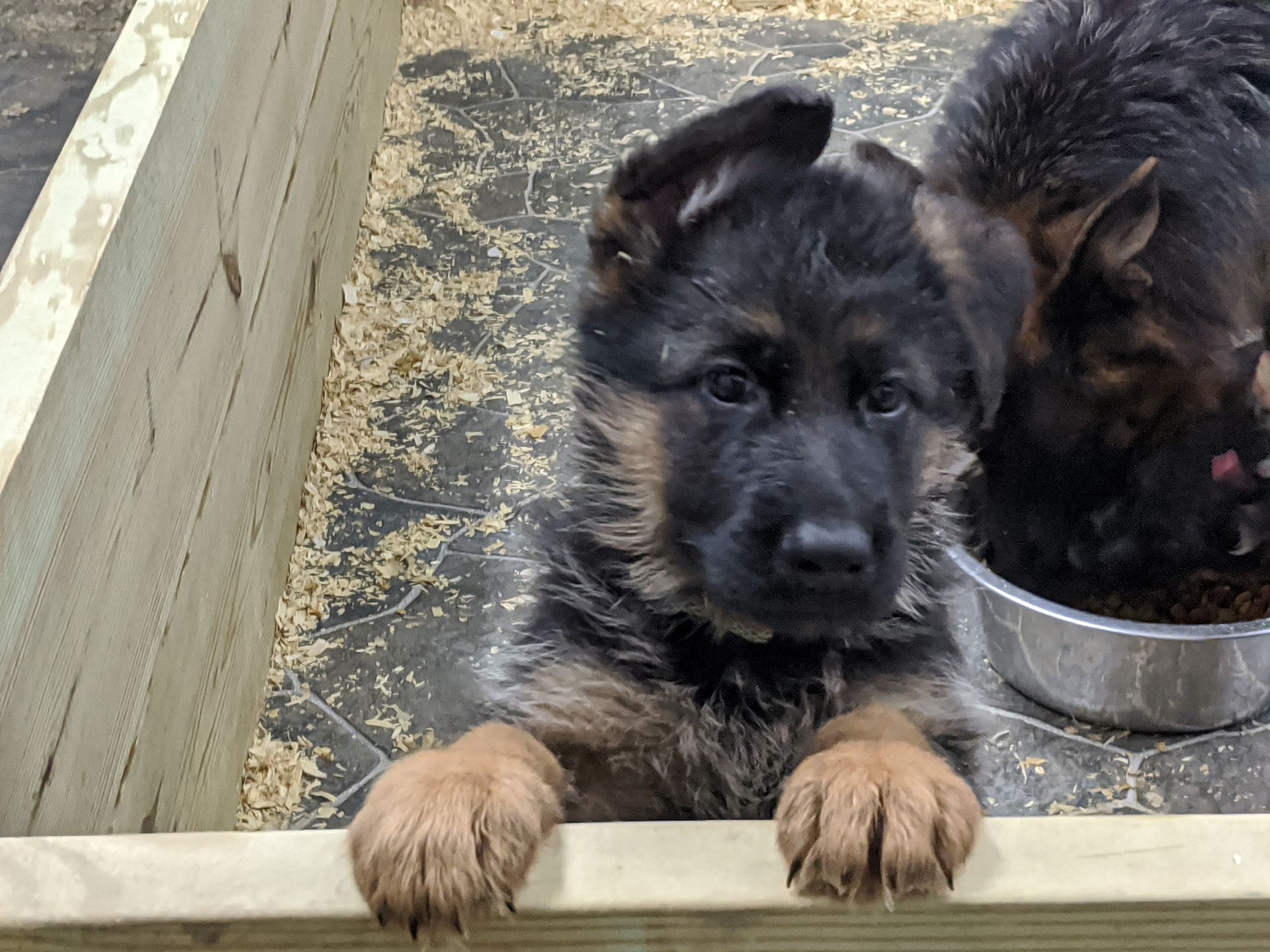 Watchman German Shepherd’s