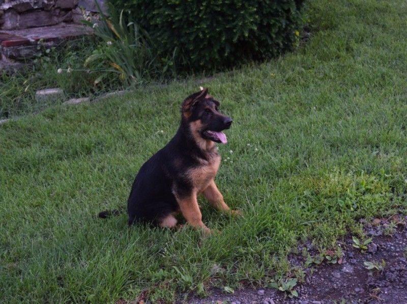 Watchman German Shepherd’s