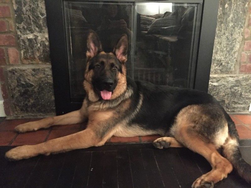 Watchman German Shepherd’s