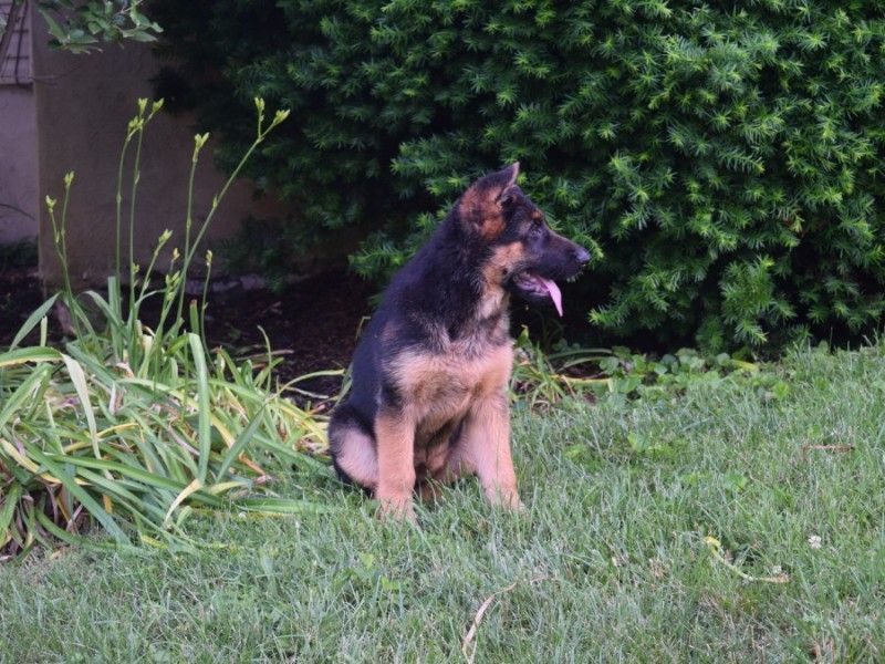 Watchman German Shepherd’s