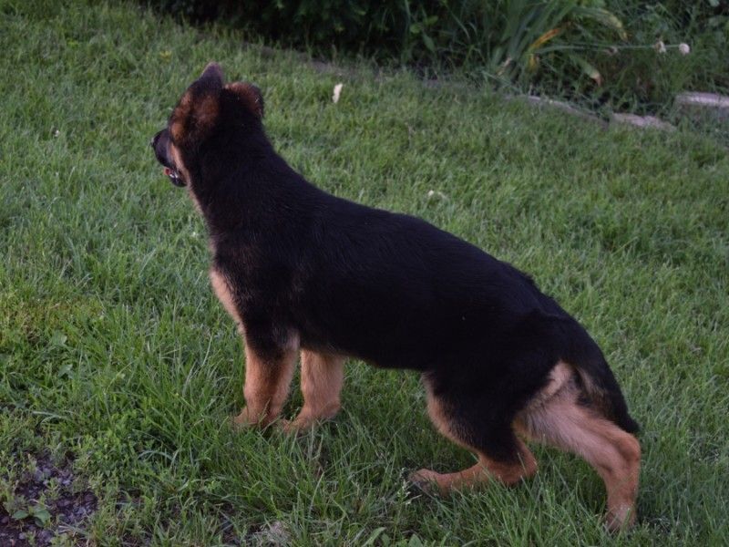 Watchman German Shepherd’s