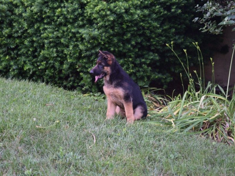 Watchman German Shepherd’s