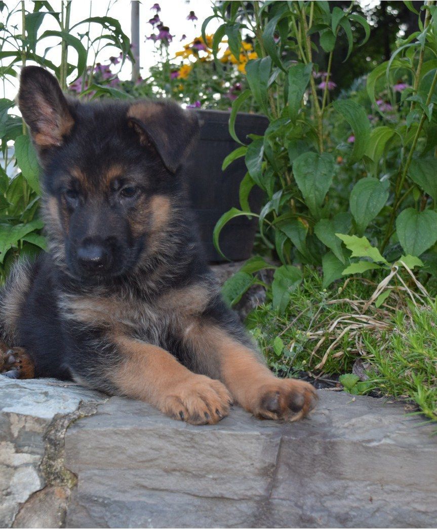 Watchman German Shepherd’s