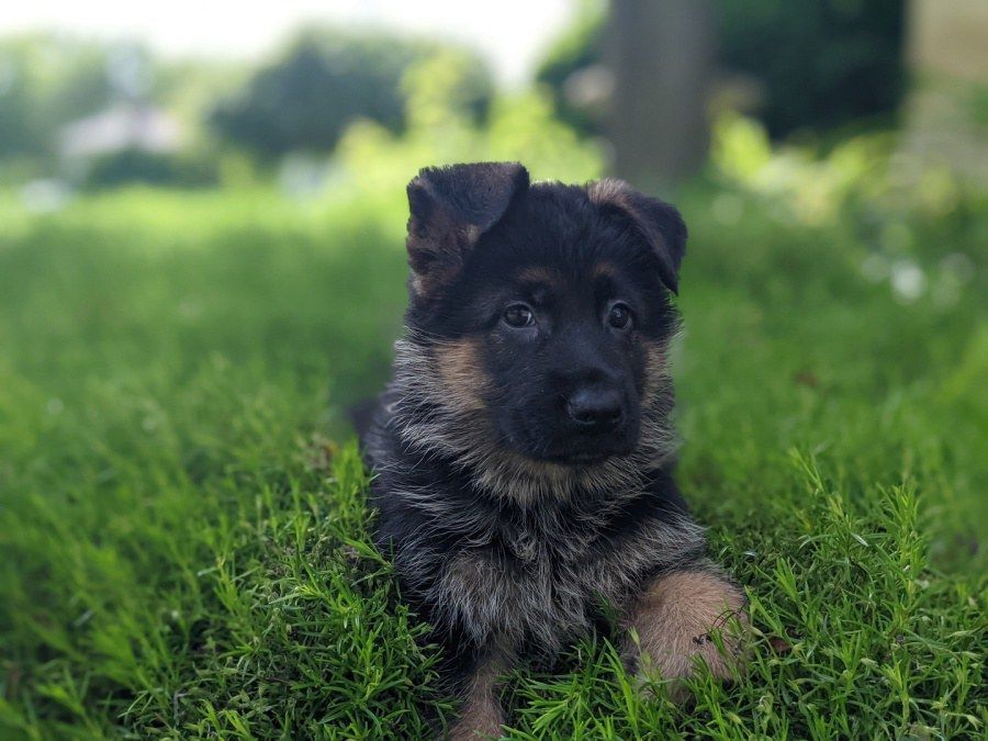 Watchman German Shepherd’s