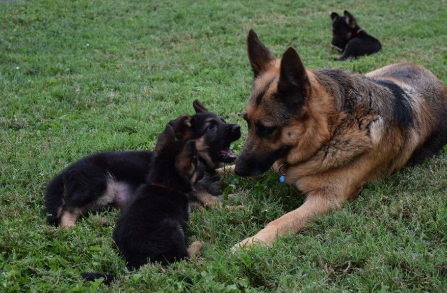 Watchman German Shepherd’s