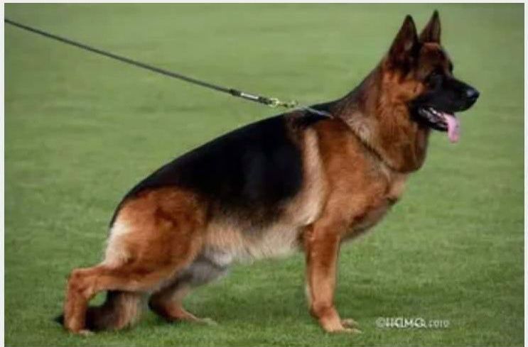 Watchman German Shepherd’s