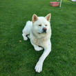 Akita Inu