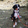 Entlebucher Sennenhund