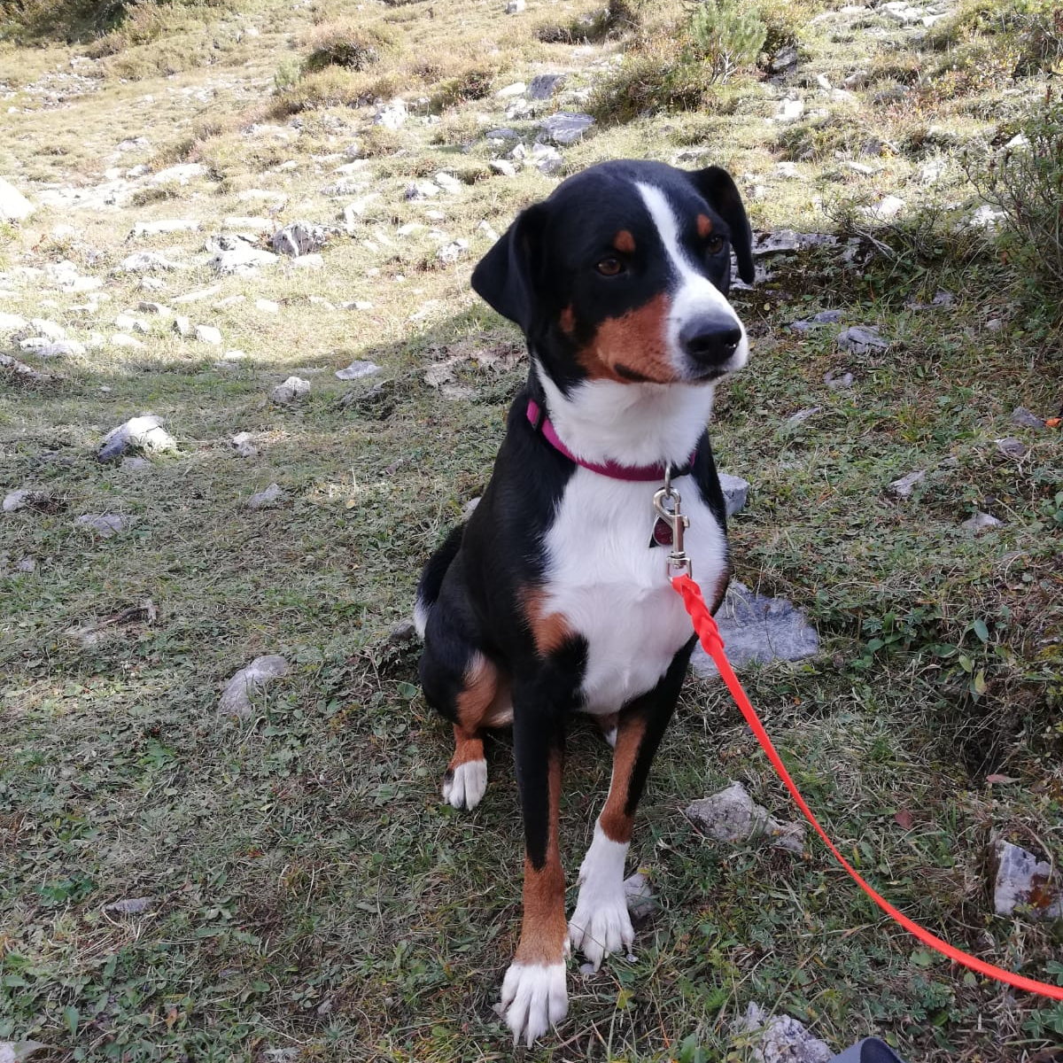 Entlebucher Sennenhund