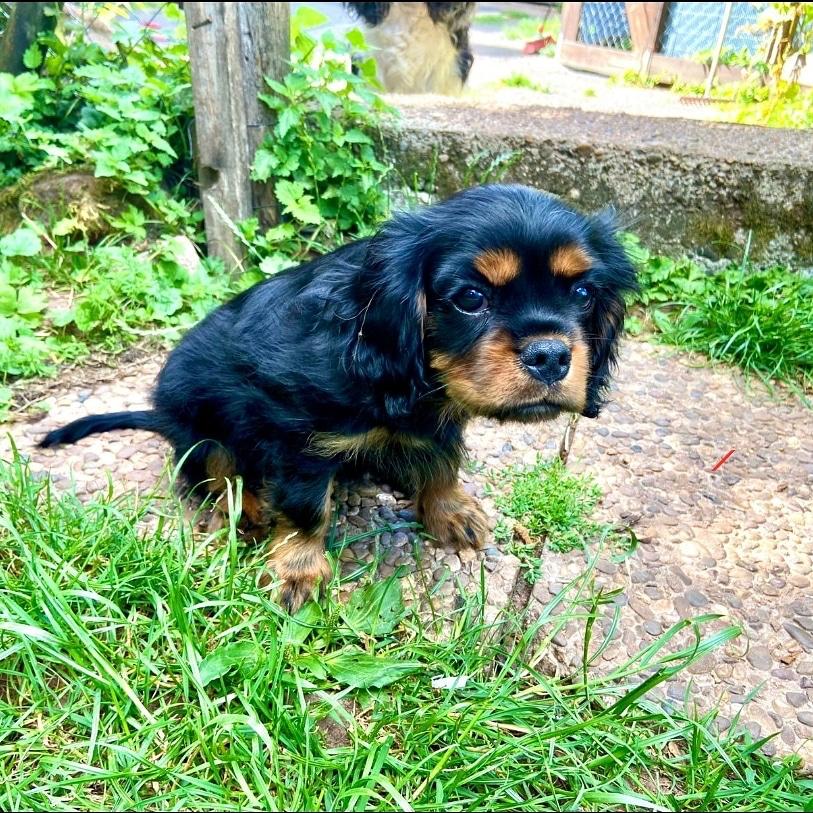 Kavalier King Spaniel