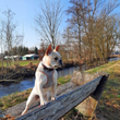Kavalier King Spaniel
