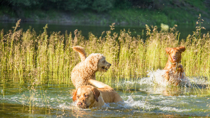 Hunde spielen im Wasser