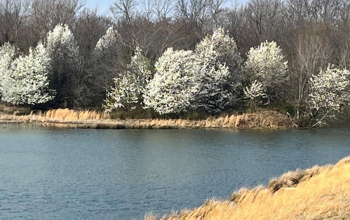 Photo of Callery (Bradford) Pears