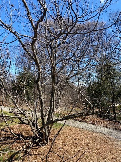 Franklin tree