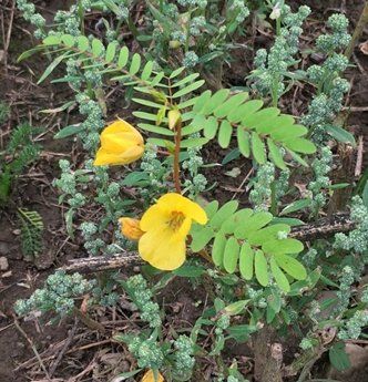 Partridge Pea.jpg