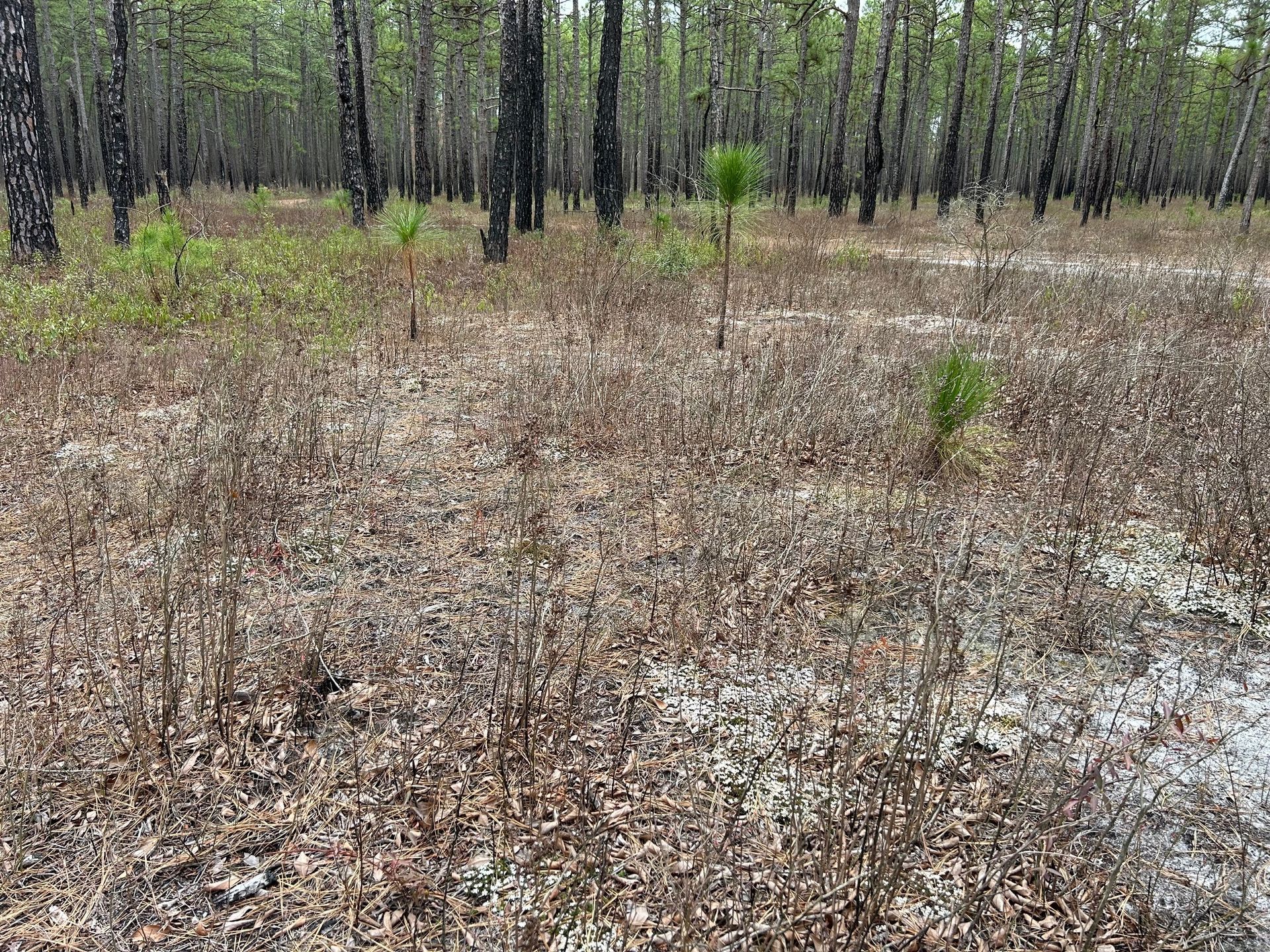Pixie-moss with Fire Stained Longleaf Pines