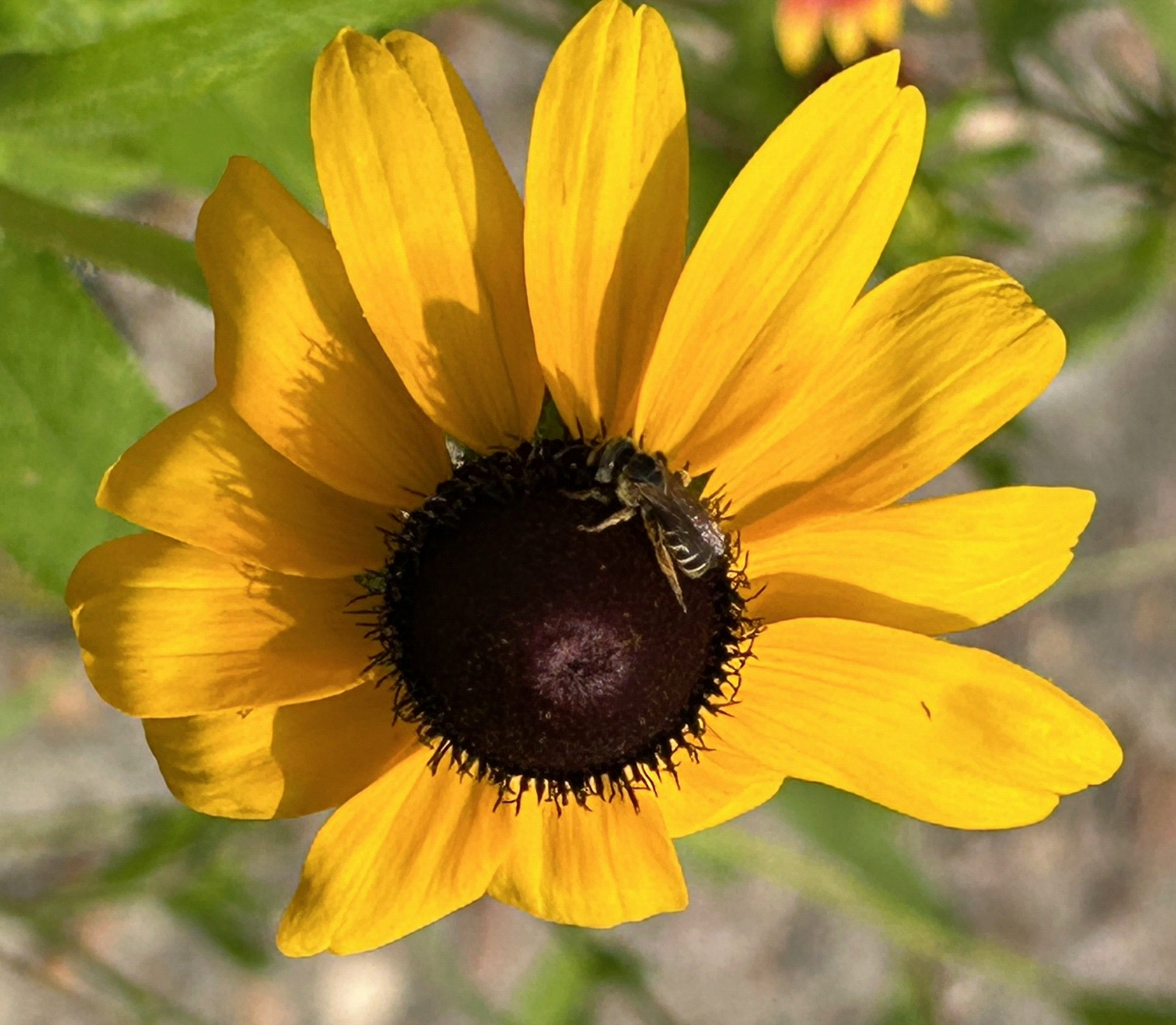 Rudbeckia.png