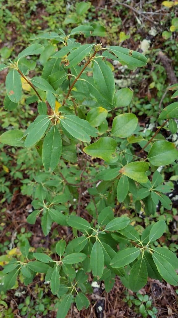 Sheep Laurel.jpg