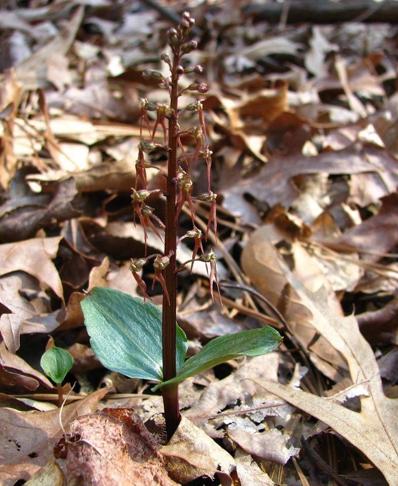 SouthernTwayblade.jpg