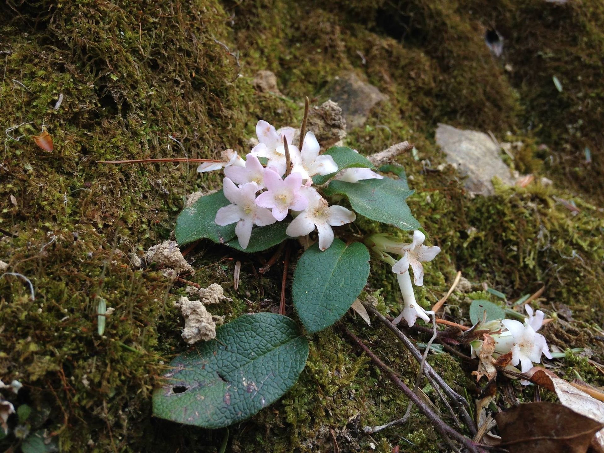 TrailingArbutus.jpg