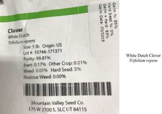 White Dutch Clover Trifolium repens