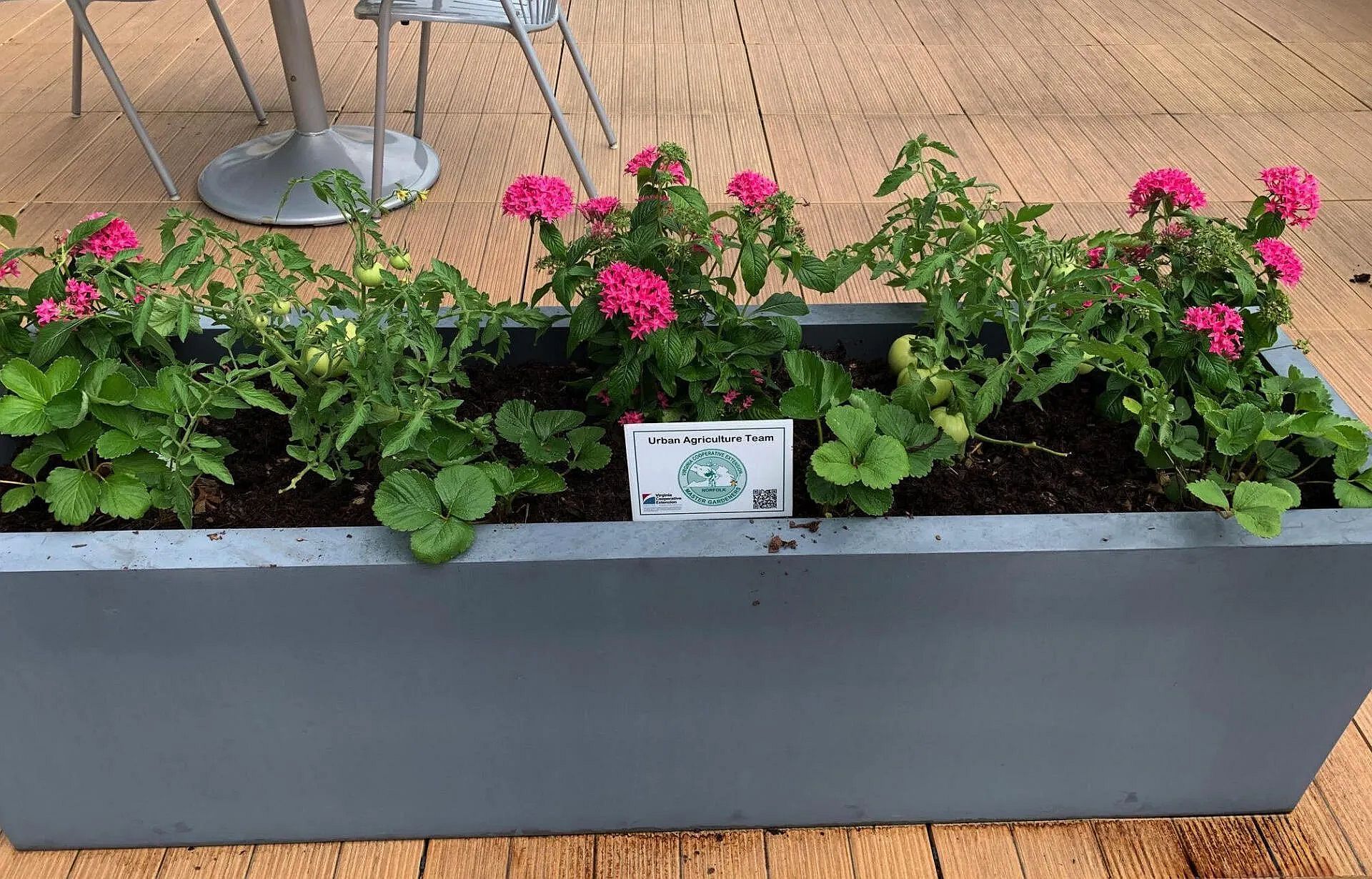 ContainerGarden.jpeg