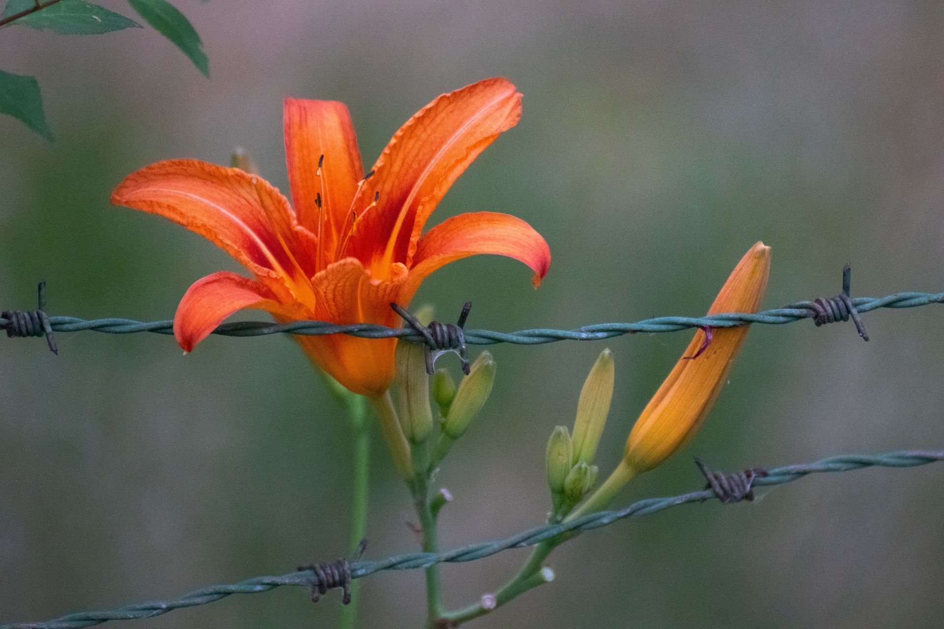 Human flourishing in prison (credit: Shutterstock)