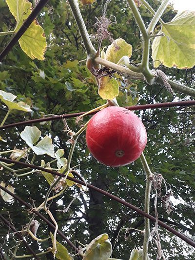 Roter Apfel an Baum