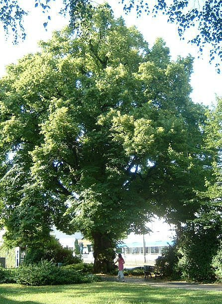 Der Lindenbaum in Eschersheim