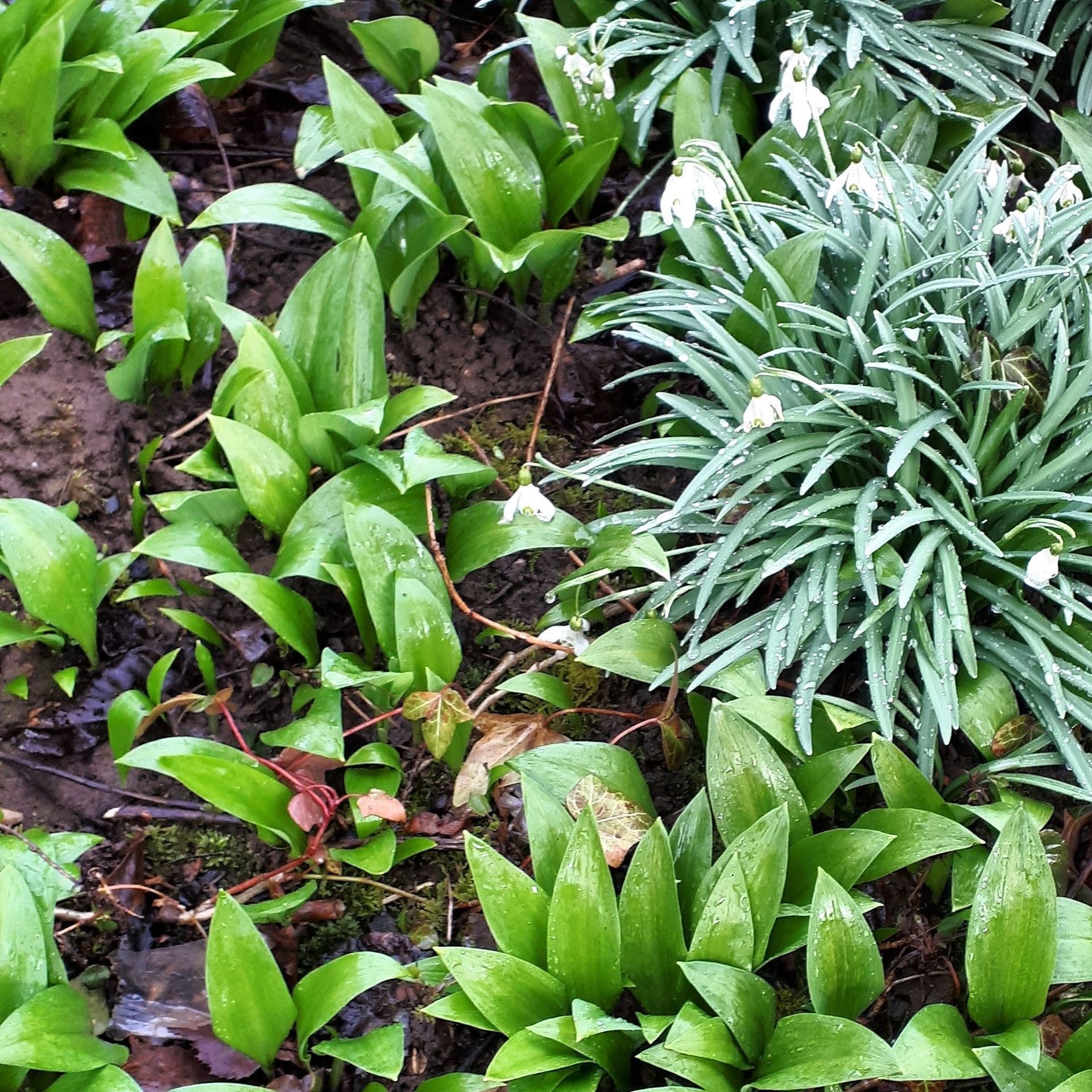 Nussletter April 2021: Pflanzen im Garten