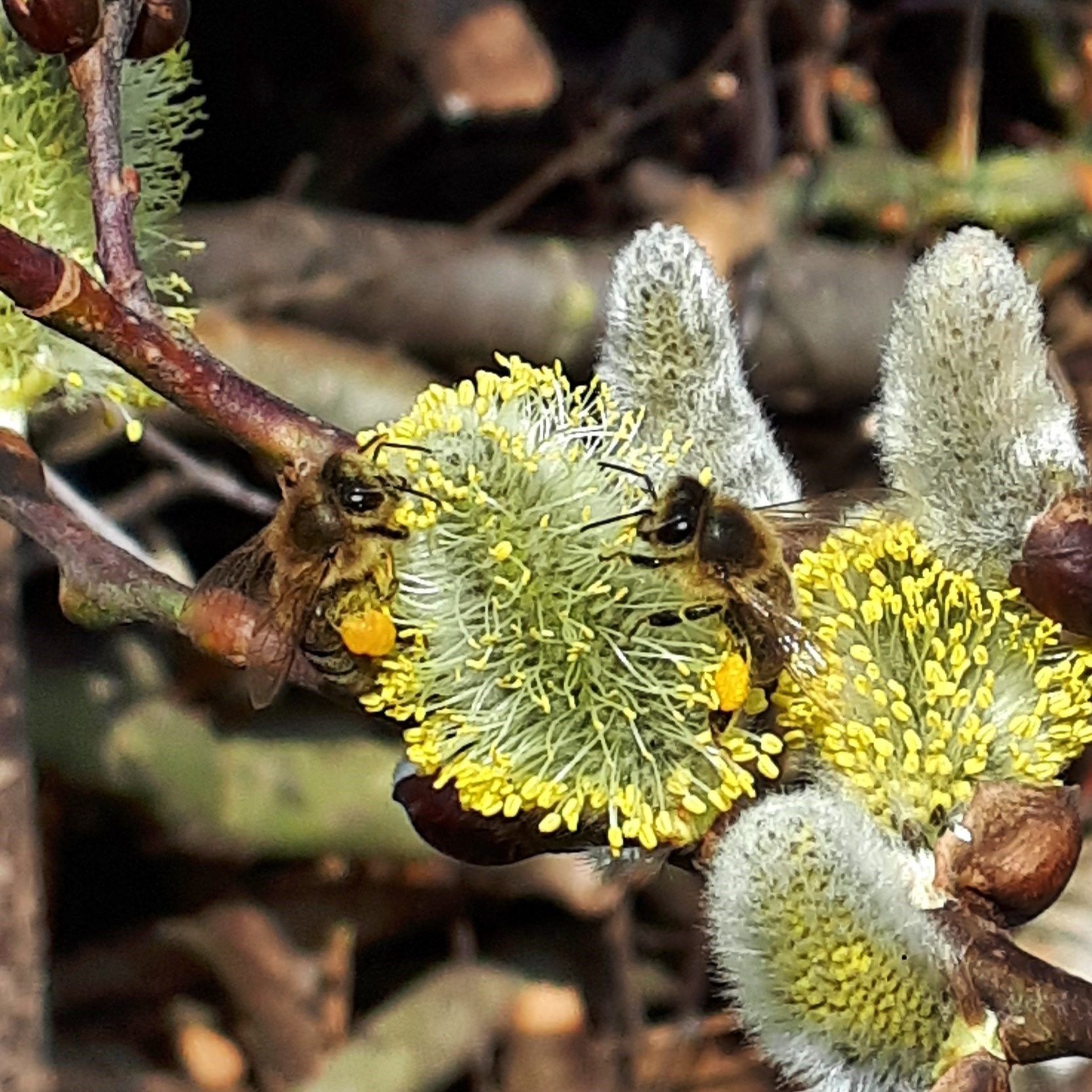 Nussletter April 2021: Pflanzen im Garten
