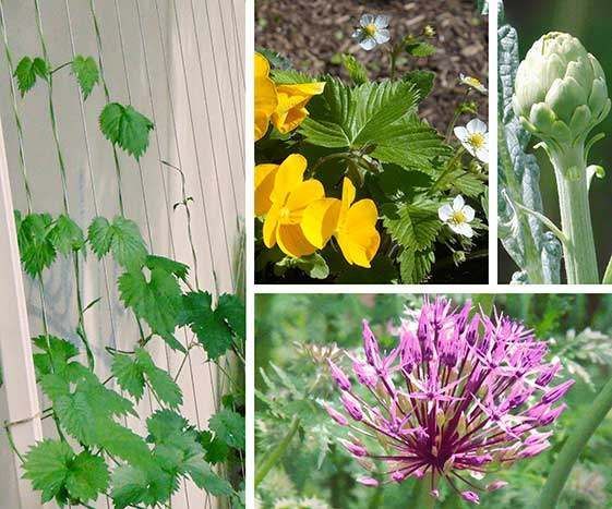Blumen und Pflanzen-Collage