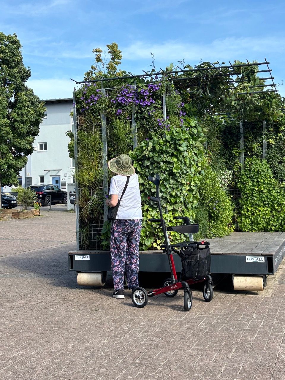 Klimakiste Pflanzen