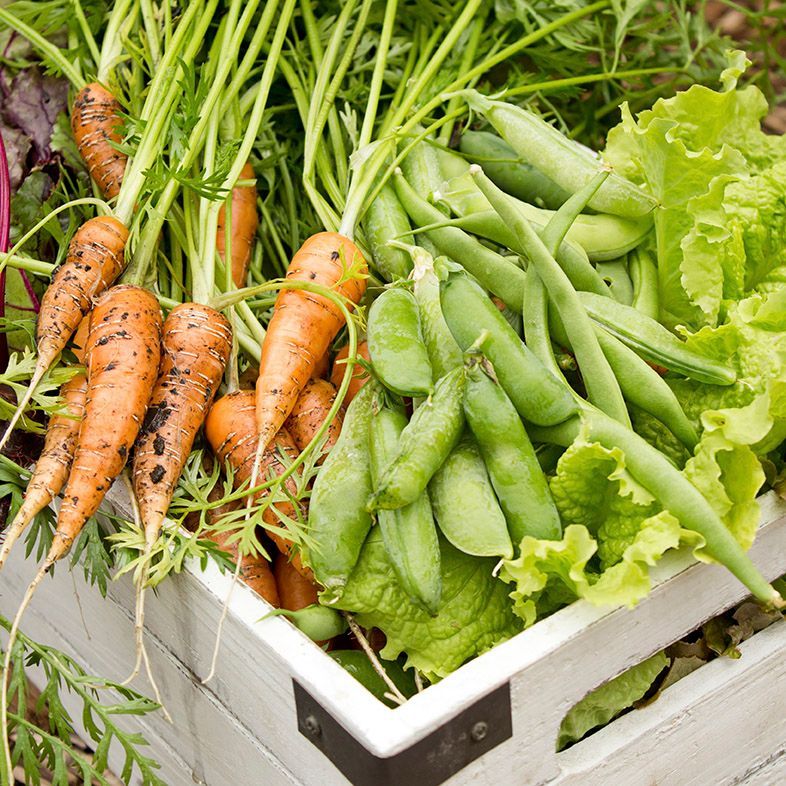 Potager Bio